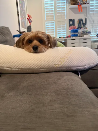Chewie