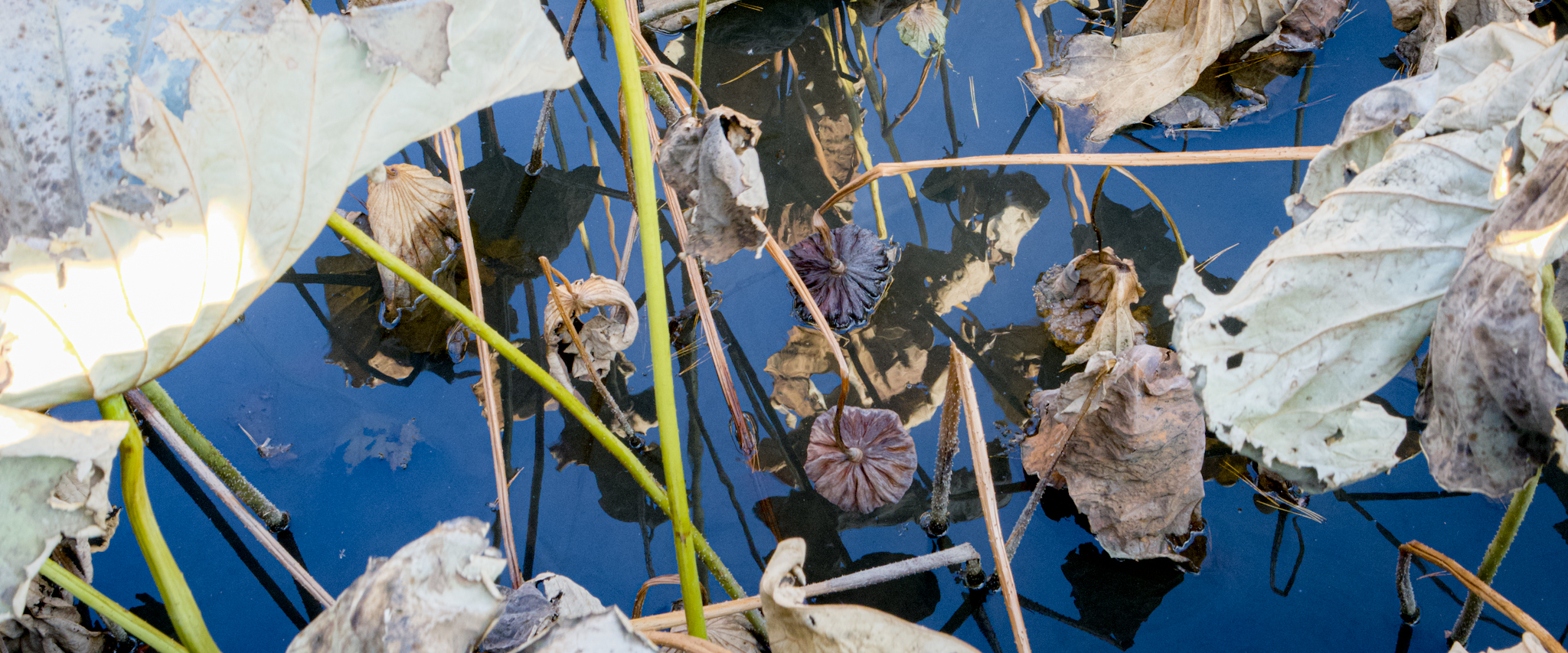 Anamorphic lens photo of lotus in a pond at the Zenkoji temple, Nagano.