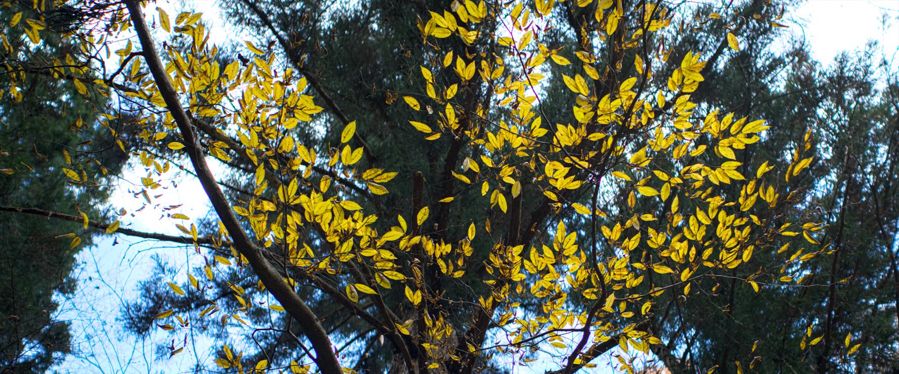 Anamorphic photo of autumn leaves in Nagano.