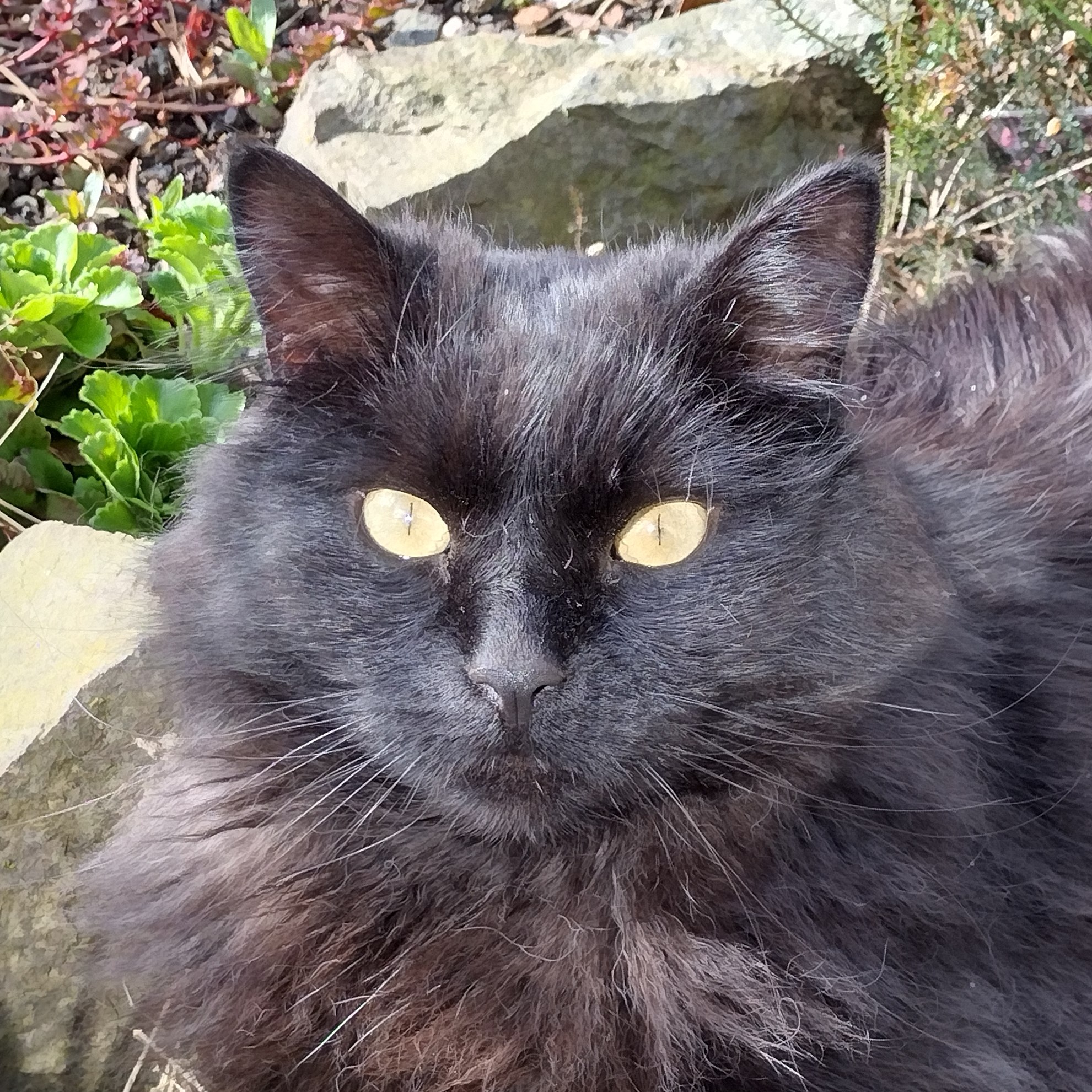 themunros.bsky.social@bsky.brid.gy