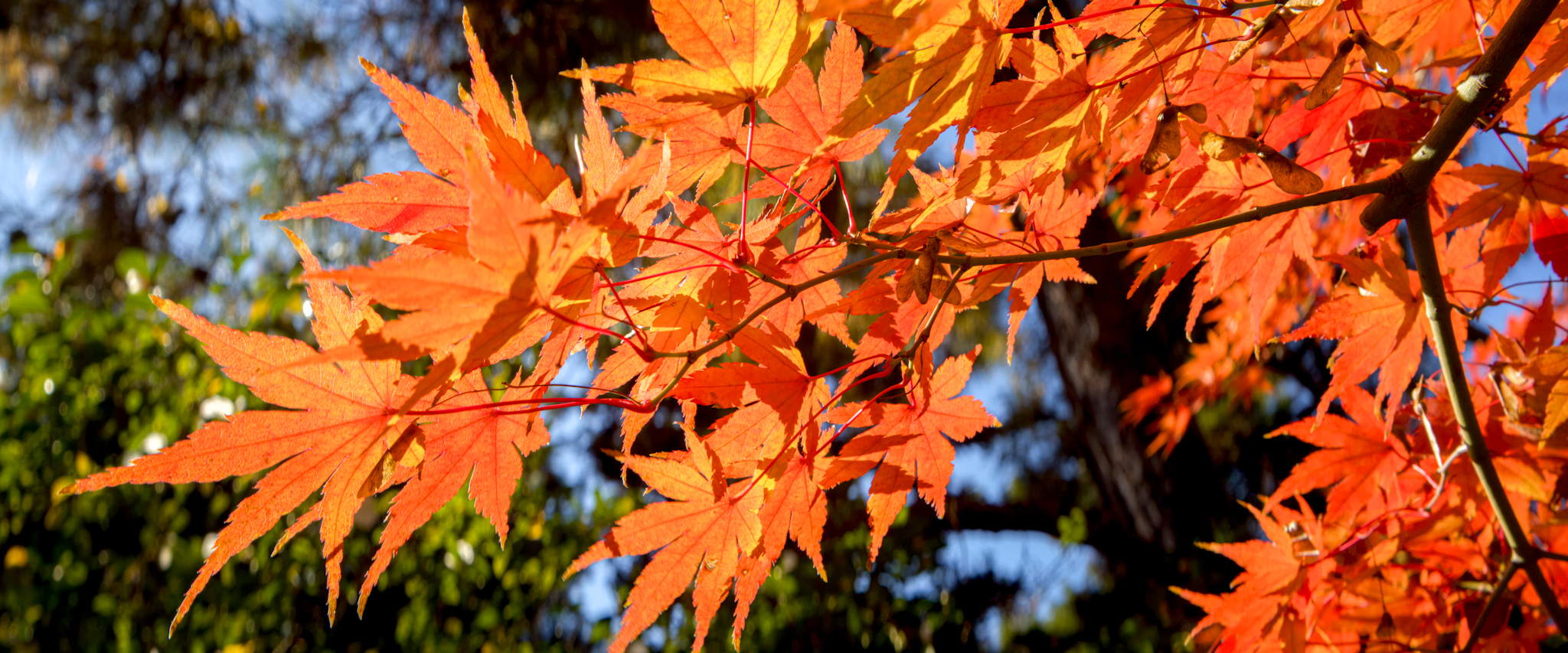 Anamorphic photo of autumn leaves in Nagano.