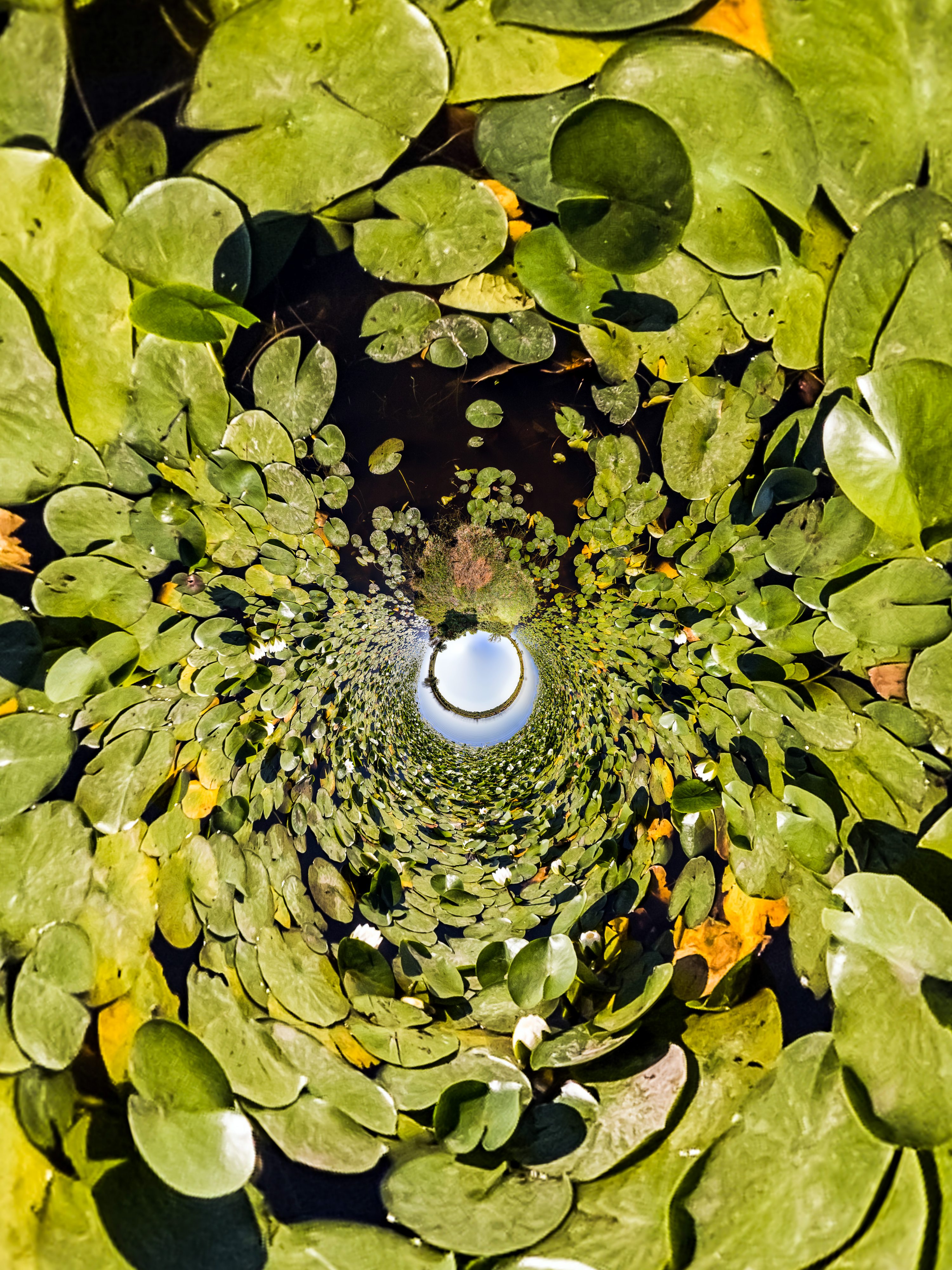 A 360-degree little planet projection looking down a tunnel of green lily pads floating on dark water, with a tiny blue sky circle at the center.