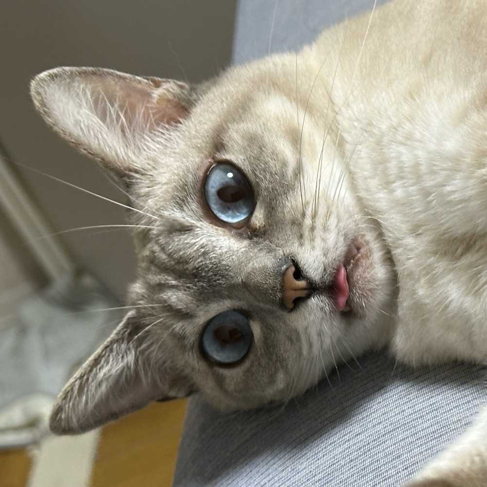 chd.y • シアットチャド