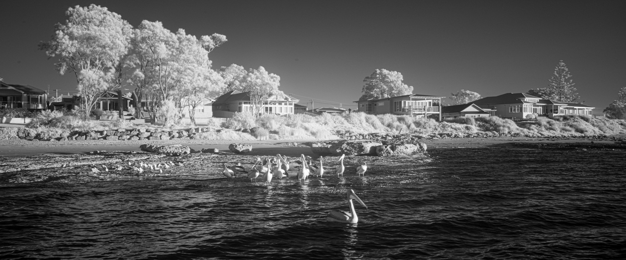 Black and white infrared anamorphic photo of gills and a pelican.